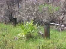 Remains of pilings from the old boardwalk