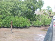 Remains of pilings from the old boardwalk