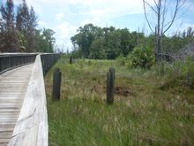 Remains of pilings from the old boardwalk